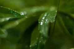 特写镜头视图绿色叶滴雨花园复制空间背景自然绿色植物景观生态