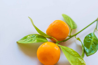 分支自然小橘子光背景橘子分支叶子表格