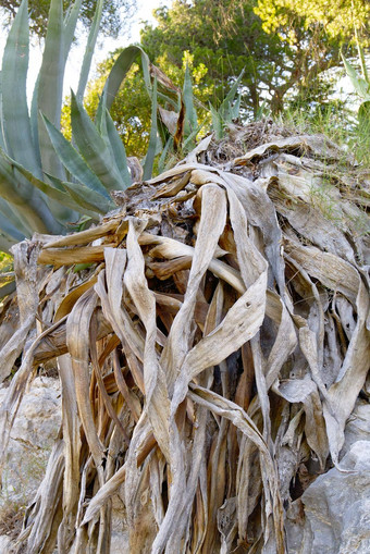 大芦荟植物枯萎的死亡全球干旱气候变暖概念