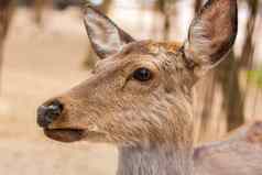 头偶蹄动物哺乳动物鹿年轻的鹿笔