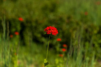 红色的花特写<strong>镜头</strong>特写<strong>镜头</strong>模糊绿色植物复制<strong>空</strong>间<strong>背景</strong>自然景观生态