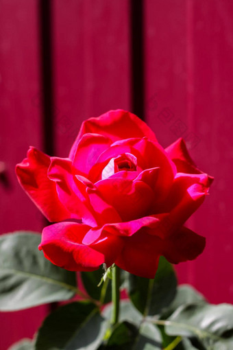 红色的玫瑰花花朵玫瑰花园背景红色的玫瑰花