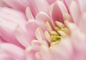 摘要花背景粉红色的菊花花宏花背景假期品牌设计