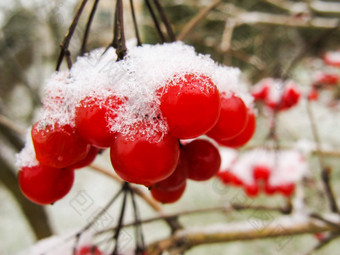 <strong>风景</strong>如画的群红色的浆果荚莲属的植物白色<strong>雪花</strong>园