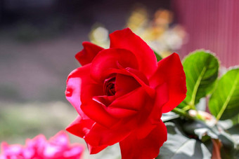 红色的玫瑰花花朵玫瑰花园背景红色的玫瑰花