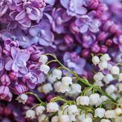 摘要花背景盛开的紫色的特里淡紫色花花瓣莉莉谷花