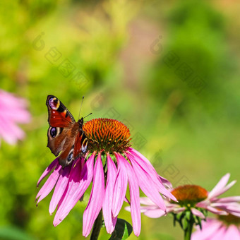 美丽的彩色的欧洲孔雀蝴蝶紫色的花紫锥菊阳光明媚的花园