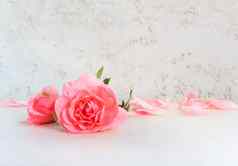 粉红色的玫瑰花瓣白色背景完美的背景问候卡片邀请婚礼生日情人节一天母亲的一天