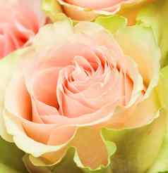 精致的苍白的粉红色的玫瑰完美的背景问候卡片婚礼邀请生日情人节一天母亲的一天