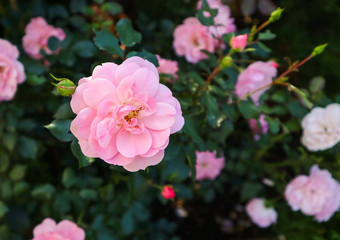 美丽的粉红色的玫瑰关系,花园
