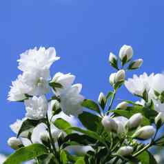 白色特里茉莉花花花园蓝色的天空