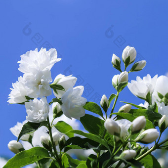 白色特里茉莉花花花园蓝色的天空