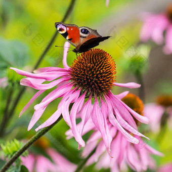 美丽的彩色的欧洲孔雀蝴蝶伊纳奇斯Aglais紫色的花紫锥菊阳光明媚的花园