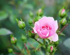 软粉红色的玫瑰关系,味蕾花园完美的背景问候卡片生日情人节一天母亲的一天
