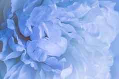 软焦点摘要花背景苍白的蓝色的牡丹花花瓣宏花背景假期品牌设计