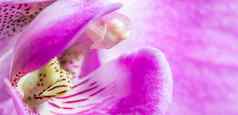 紫色的兰花蝴蝶 兰花片段宏花背景
