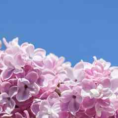 开花分支淡紫色背景蓝色的天空春天花园
