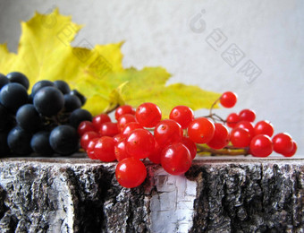 秋天色彩斑斓的生活黑色的葡萄红色的浆果荚莲属的植物黄色的枫木叶子桦木树桩