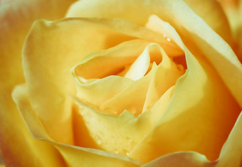 软焦点摘要花背景黄色的玫瑰花宏花背景假期品牌设计