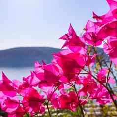 紫色的叶子花属花背景海岛