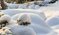冬天花园覆盖厚层白色毛茸茸的雪阳光明媚的一天自然冬天背景