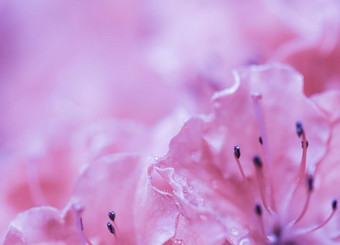 软焦点摘要花背景粉红色的玫瑰花花瓣水滴
