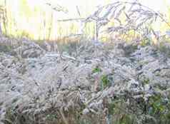 银色的小穗植物秋天森林