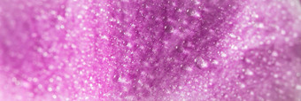 紫色的兰花蝴蝶 兰花片段宏花背景