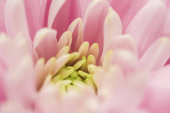 摘要花背景粉红色的菊花花宏花背景假期品牌设计