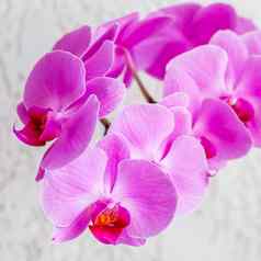 紫色的兰花蝴蝶 兰花白色背景