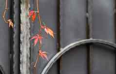 秋天红色的叶子少女的葡萄灰色的金属门锻造元素
