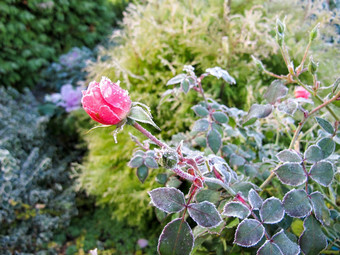 冬天花园霜冻粉红色的玫瑰
