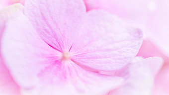 背景粉红色的花绣球花绣球花开花
