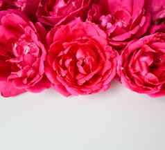 美丽的粉红色的玫瑰白色背景理想的问候卡片