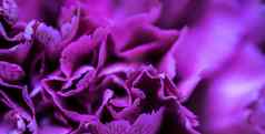 摘要花背景紫色的康乃馨花花瓣宏花背景假期品牌设计