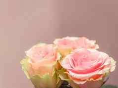 美丽的粉红色的玫瑰完美的背景问候卡邀请婚礼生日情人节一天母亲的一天