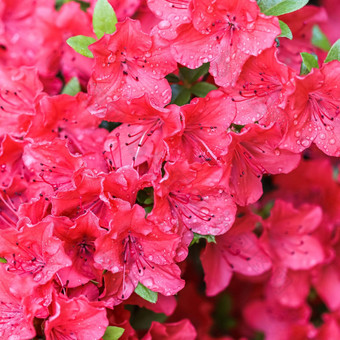 盛开的红色的杜鹃花花露水滴春天花园