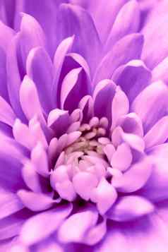摘要花背景紫色的菊花花宏花背景假期品牌设计