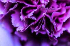 摘要花背景紫色的康乃馨花花瓣宏花背景假期品牌设计