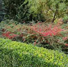 红色的水果分支机构车轮棠horizontalis布什花园秋天
