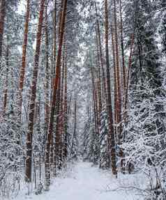 雪冬天森林行美丽的松树树干白色雪路径