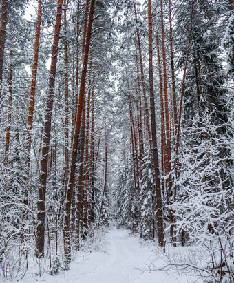 <strong>雪</strong>冬天森林行美丽的松树树干白色<strong>雪路</strong>径