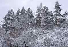 美丽的冬天森林雪树很多薄树枝覆盖白色雪