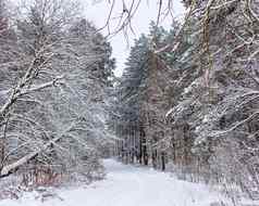 冬天森林美丽的树干松树白色雪路很多薄树枝覆盖雪
