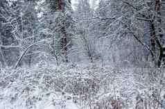 薄树枝覆盖白色雪美丽的冬天雪森林