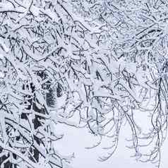 童话毛茸茸的白雪覆盖的树分支机构自然风景白色雪冷天气降雪冬天公园