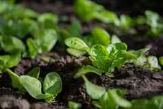 绿色植物日益增长的床上花园温室