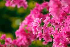 纸花叶子花属粉红色的盛开的美丽的开花植物