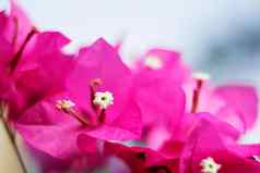 纸花叶子花属粉红色的盛开的美丽的开花植物