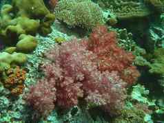 珊瑚海生物生活海